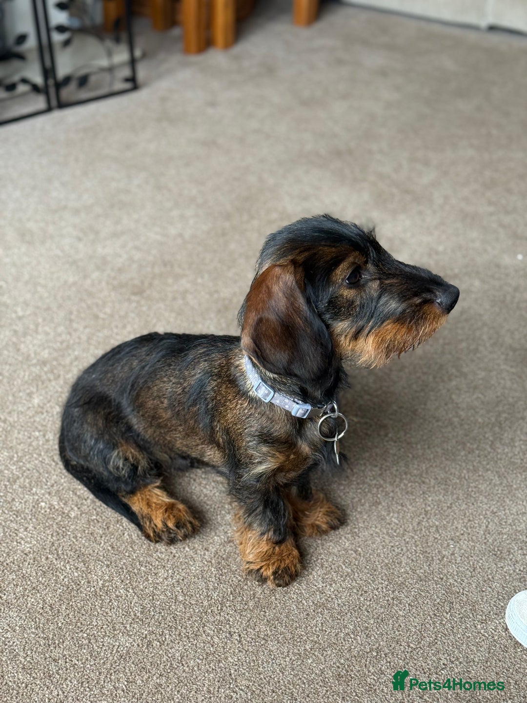 Dachshund dogs for sale: Wire Haired Teckel Dachshund  - Image 1