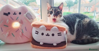 Mixed Breed cats - Advert 15