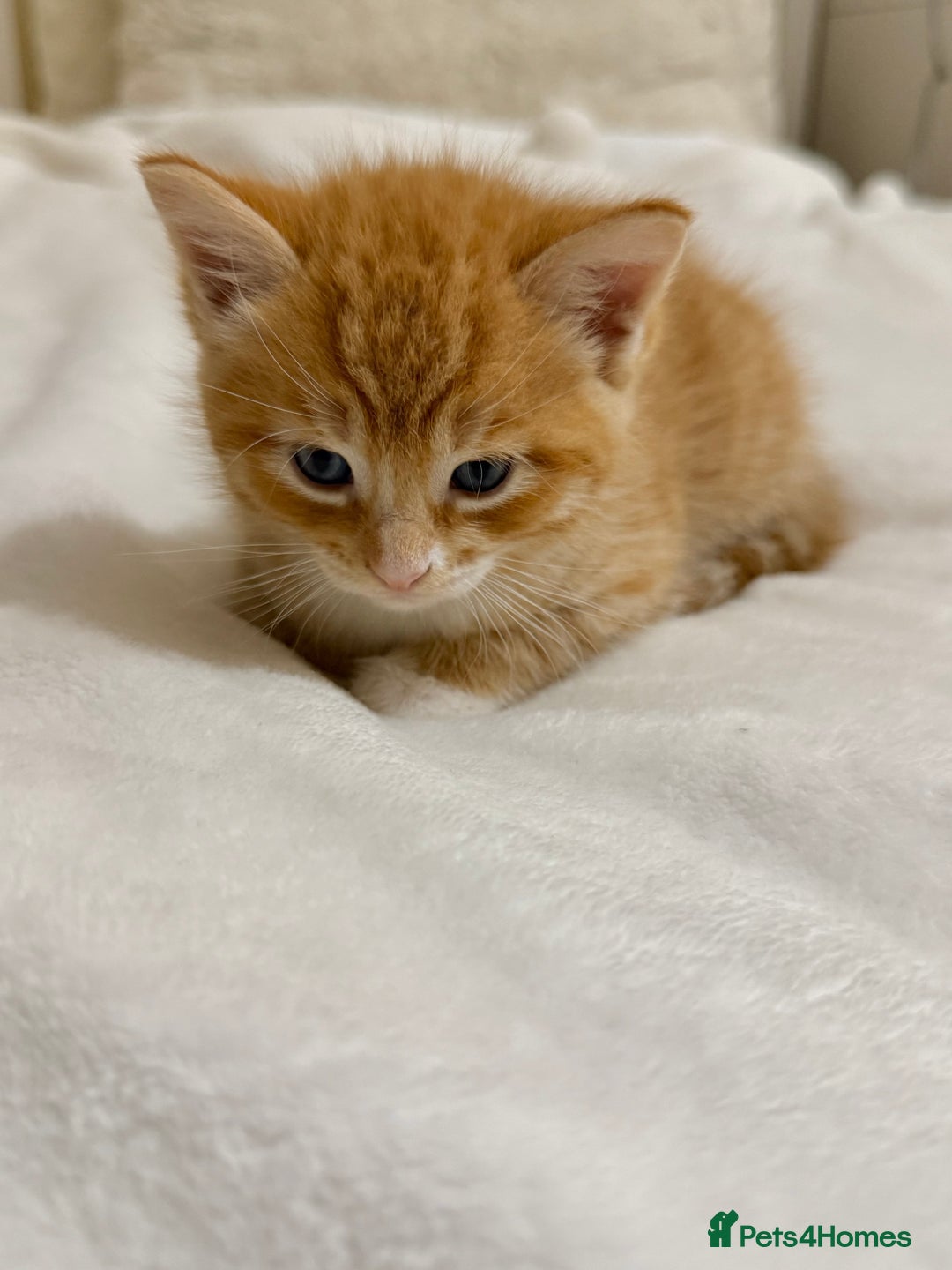 Ragdoll cats for sale: Ragdoll Mix Litter - Advert 5