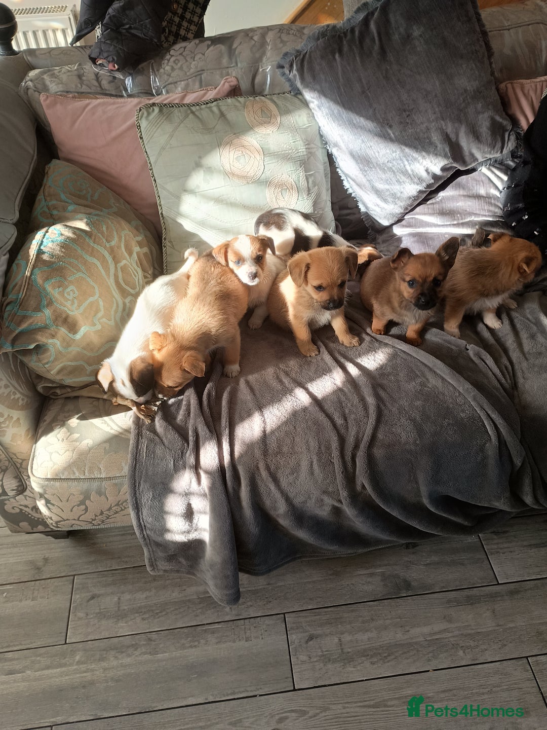 Mixed Breed dogs for sale: Cute puppies  - Image 5