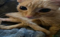 Sphynx cats for sale: Rare red tabby sphynx  - Image 8