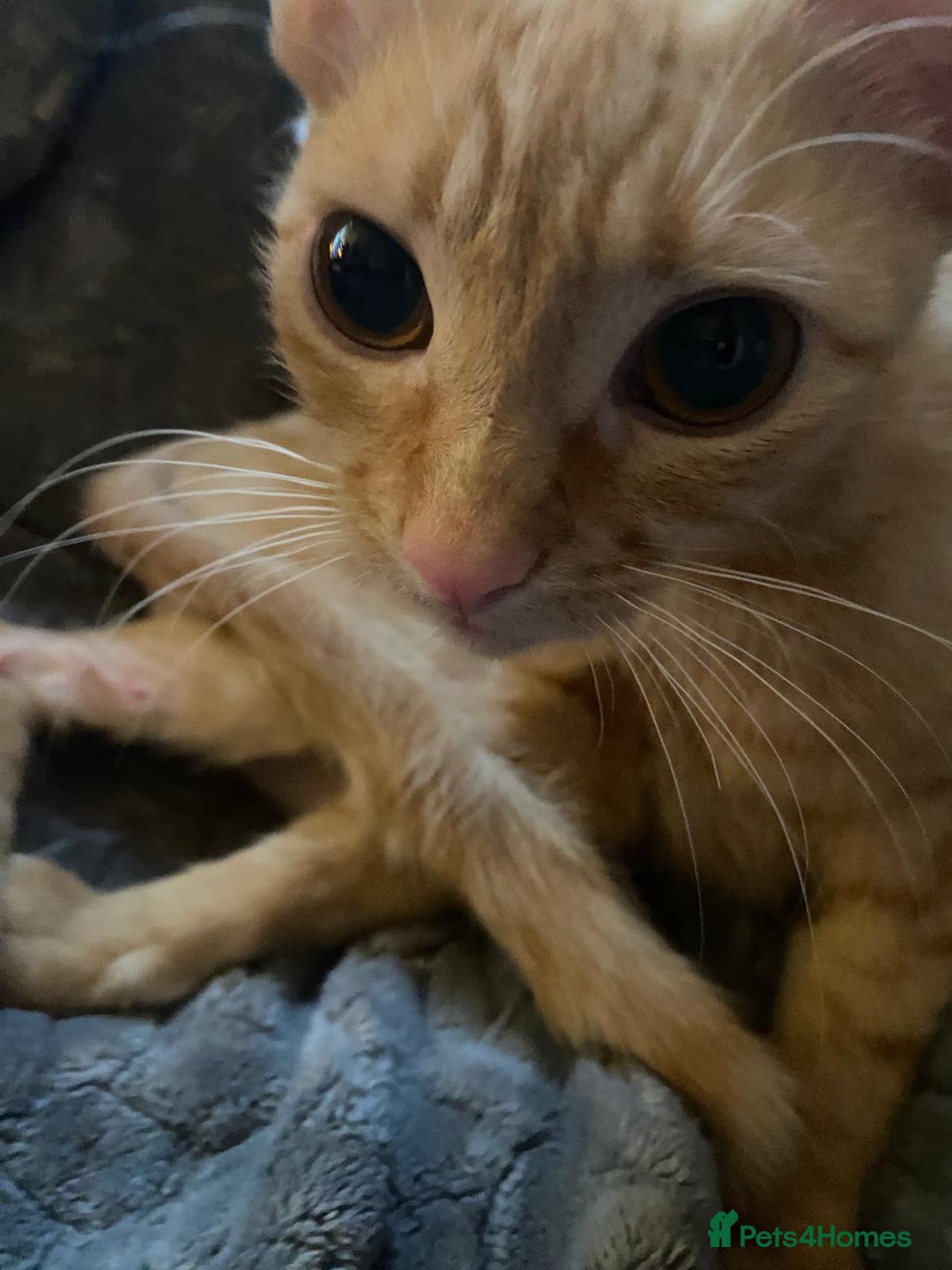 Sphynx cats for sale: Rare red tabby sphynx  - Image 8