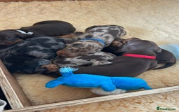 Dachshund dogs for sale: Miniature Daschund - Image 18