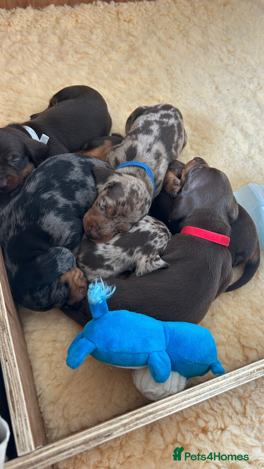 Dachshund dogs for sale: Miniature Daschund - Image 18