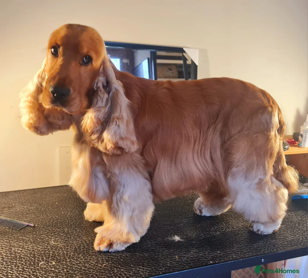 Cocker Spaniel dogs for stud: Outstanding Show Cocker for stud  - Advert 6