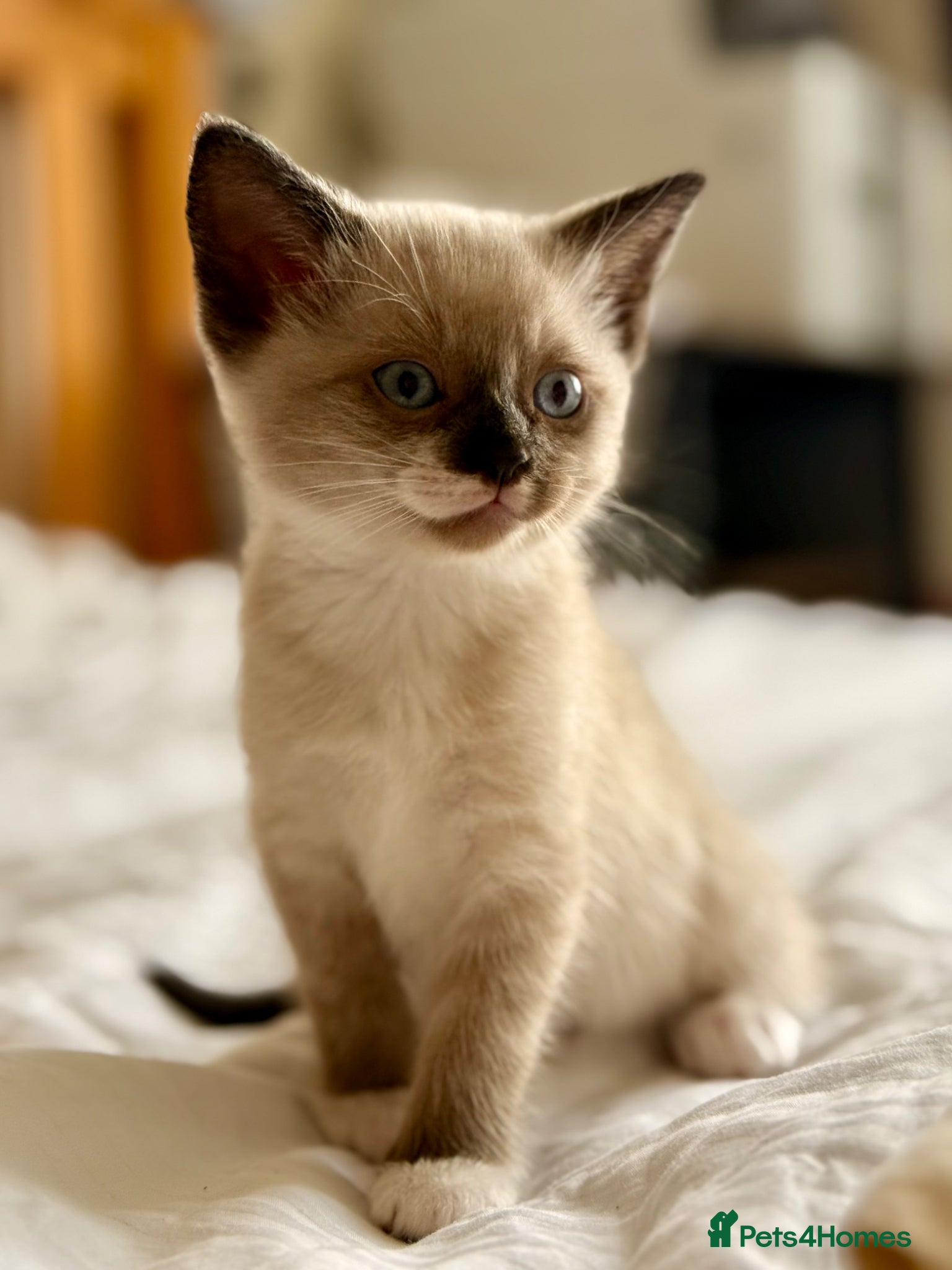 Mixed Breed cats Loving Kittens Looking for Their Forever Homes - Advert 1