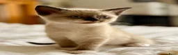 Mixed Breed cats for sale: Loving Kittens Looking for Their Forever Homes - Advert 1