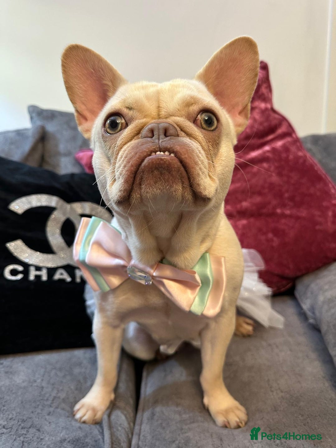 French Bulldog dogs for sale: 1 year old female platinum frenchie.  - Advert 7