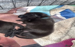 Mixed Breed dogs for sale: 1 female  - Image 5