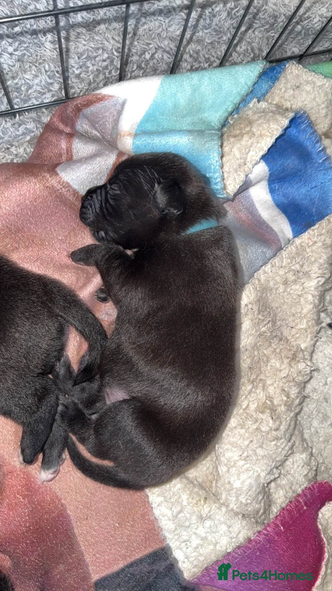 Mixed Breed dogs for sale: 1 female  - Image 5