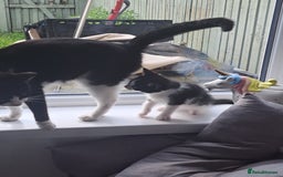 Mixed Breed cats for sale: Active kittens  - Image 2