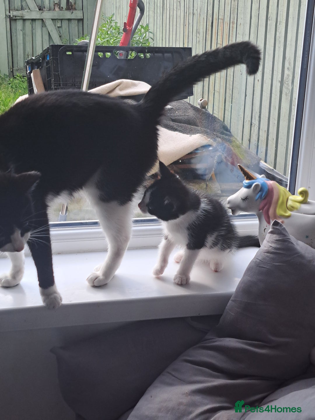 Mixed Breed cats for sale: Active kittens  - Image 2
