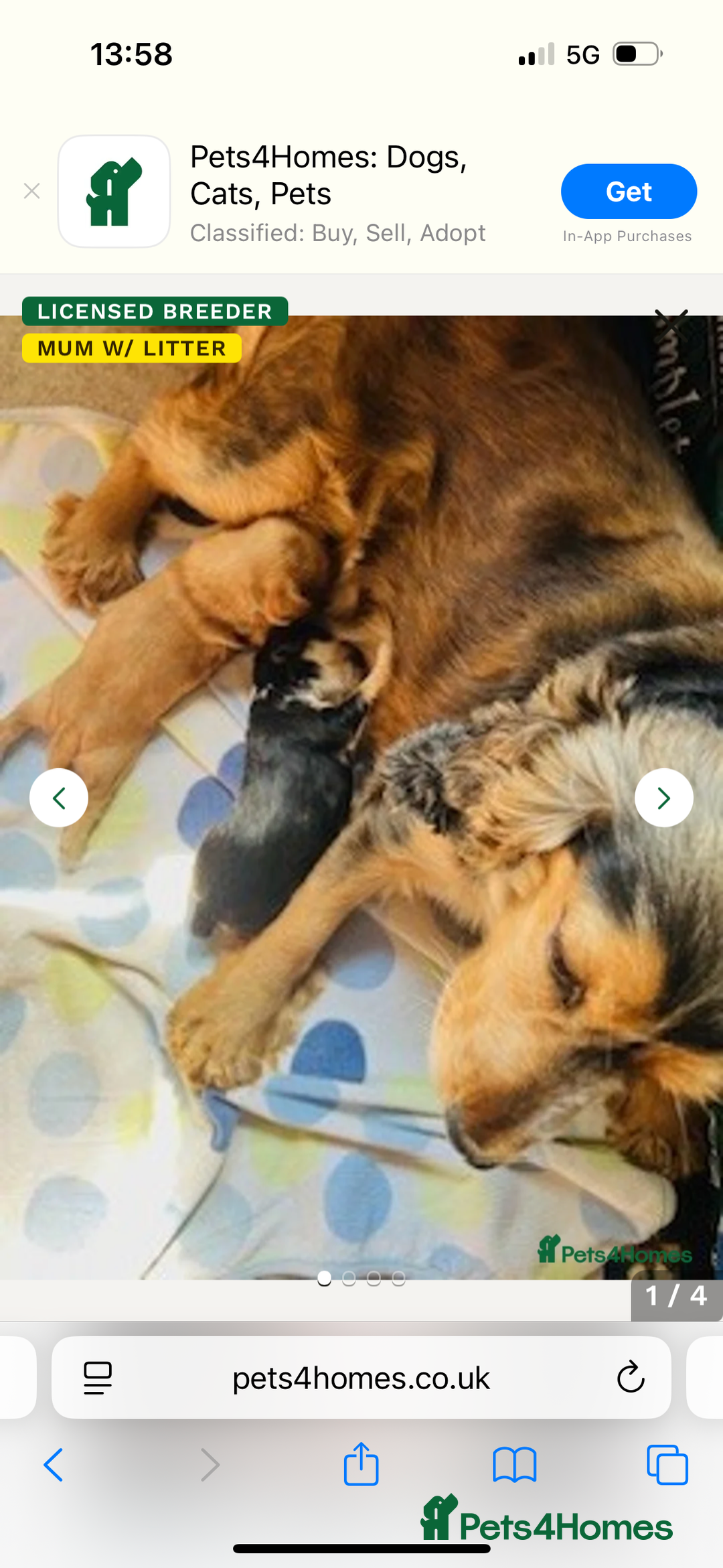 Cocker Spaniel dogs for sale: Kc show cocker spaniel girl puppy  - Image 3