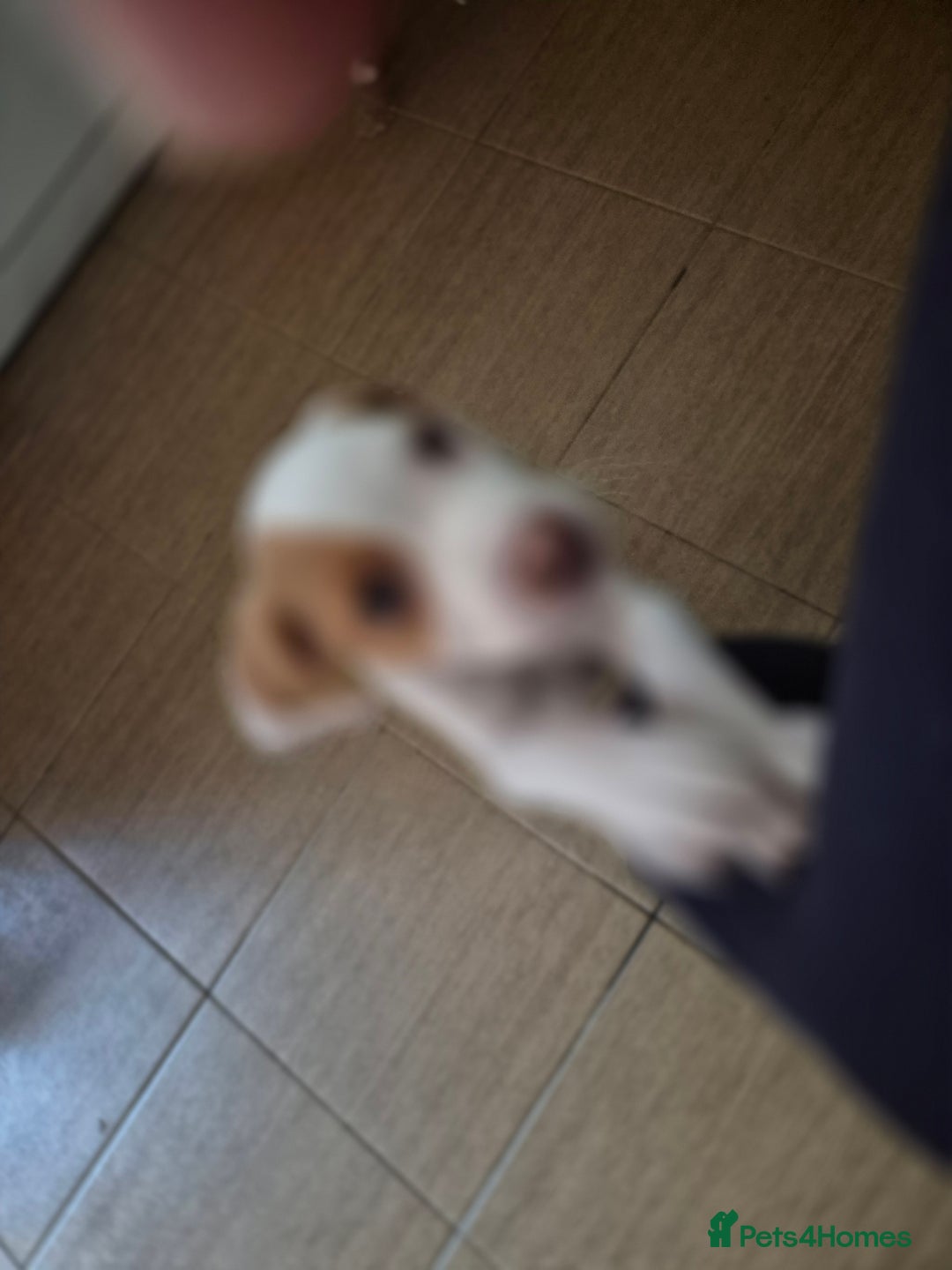 Mixed Breed dogs for sale: Mixed breed - Image 5