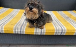 Miniature Dachshund dogs for sale: Miniature wirehaired Dachshund  - Image 9