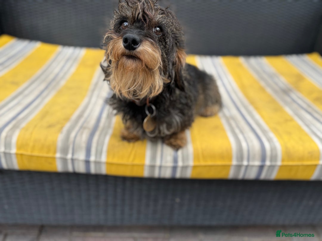 Miniature Dachshund dogs for sale: Miniature wirehaired Dachshund  - Image 9