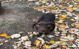 Mixed Breed dogs for sale: Mixed breed lab x Doberman - Image 2
