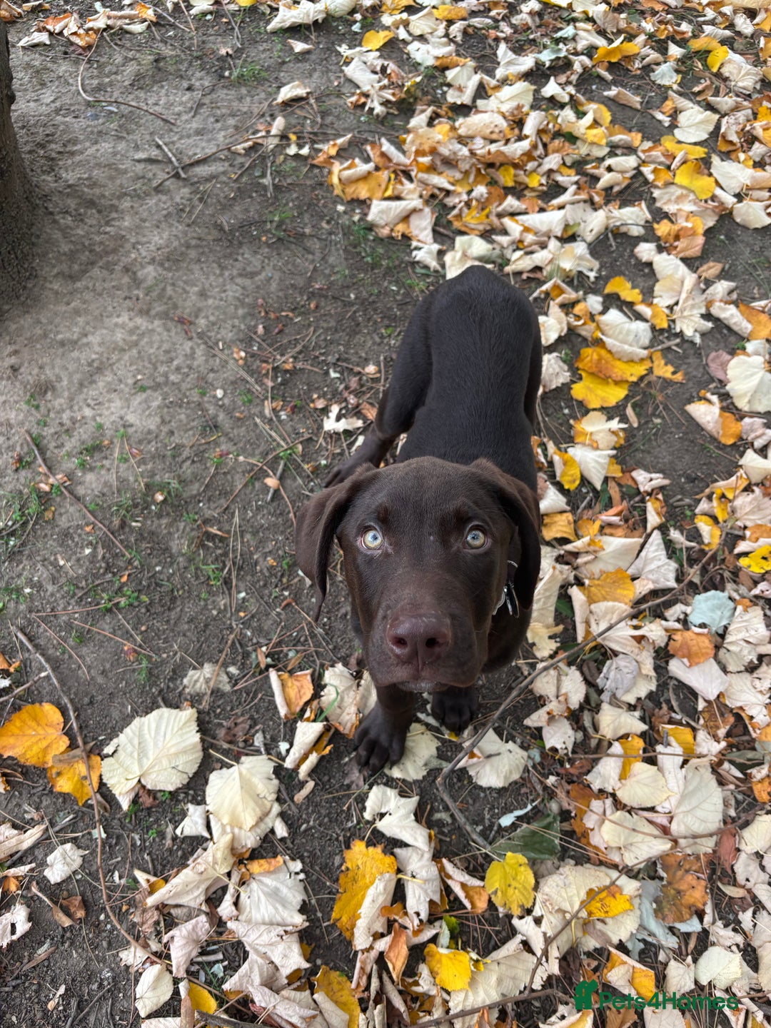 Mixed Breed dogs for sale: Mixed breed lab x Doberman - Image 2