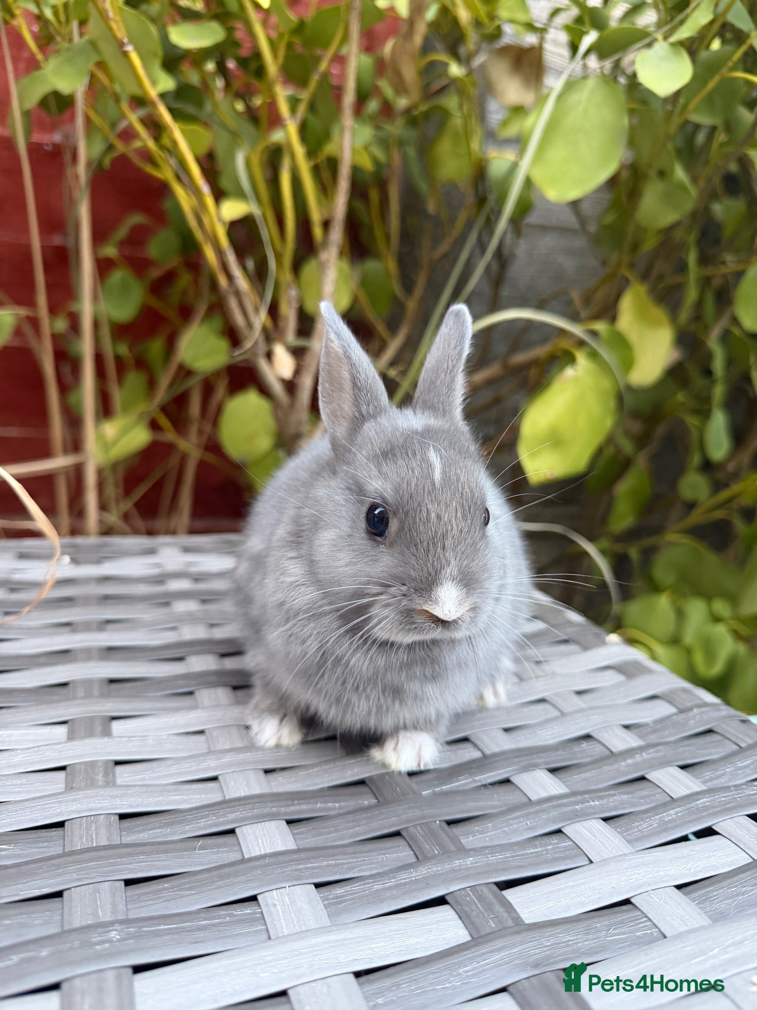 Netherland Dwarf rabbits Last bunny available Purebred Netherland Dwarf - Advert 1