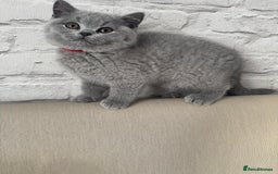 British Shorthair cats for sale: IGRCH & GRCH Sired GCCF reg British Shorthair  - Advert 8