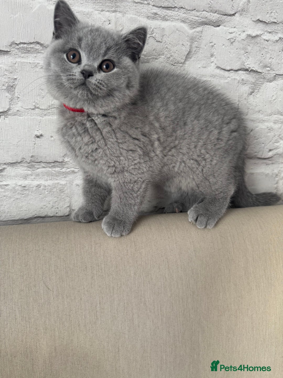 British Shorthair cats for sale: IGRCH & GRCH Sired GCCF reg British Shorthair  - Advert 8