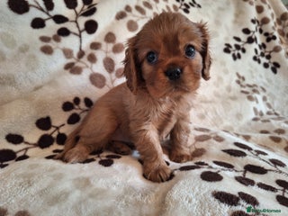 Cavalier King Charles Spaniel dogs - Advert 23