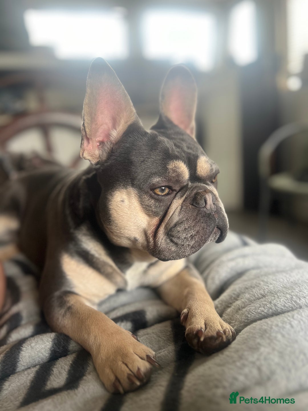French Bulldog dogs for stud: JIM BOY is for stud DWKC registered no AI in West Molesey - Image 2