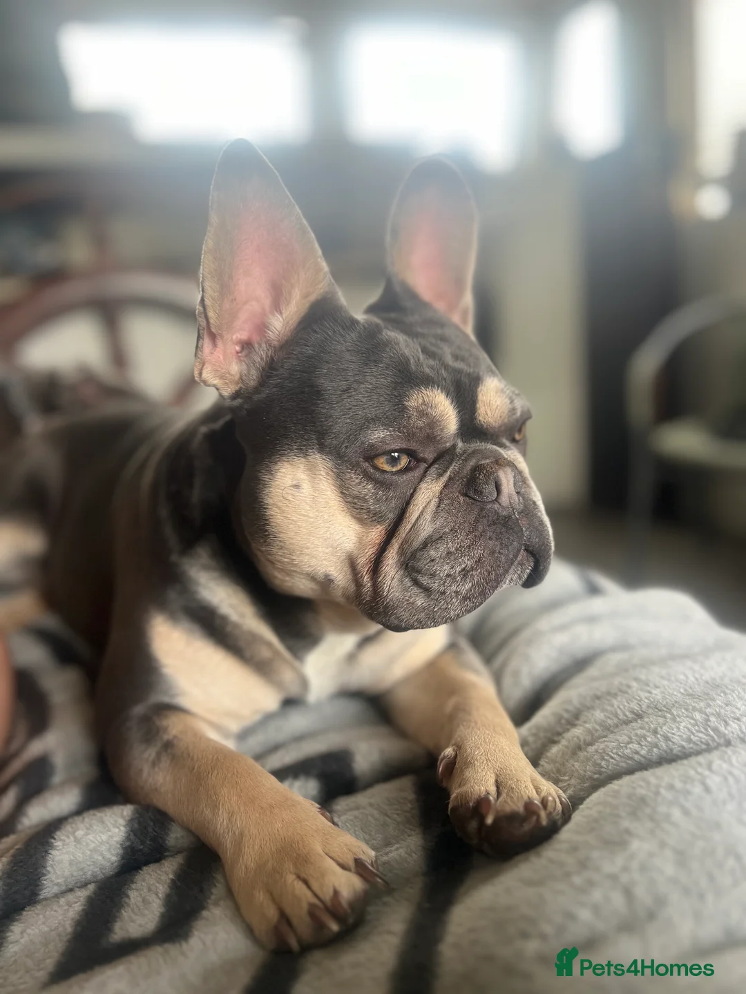 French Bulldog dogs for stud: JIM BOY is for stud DWKC registered no AI in West Molesey - Advert 2