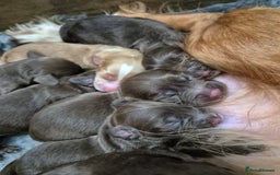 Cocker Spaniel dogs for sale: Cocker Spaniel Puppies - Image 17