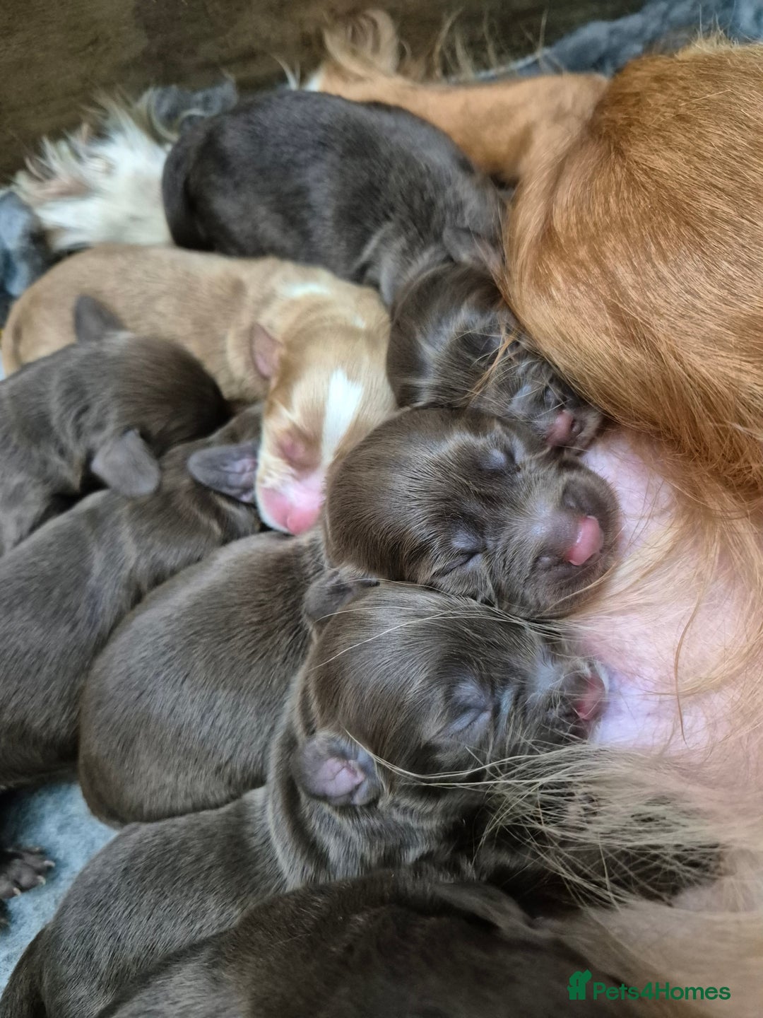 Cocker Spaniel dogs for sale: Cocker Spaniel Puppies - Image 17