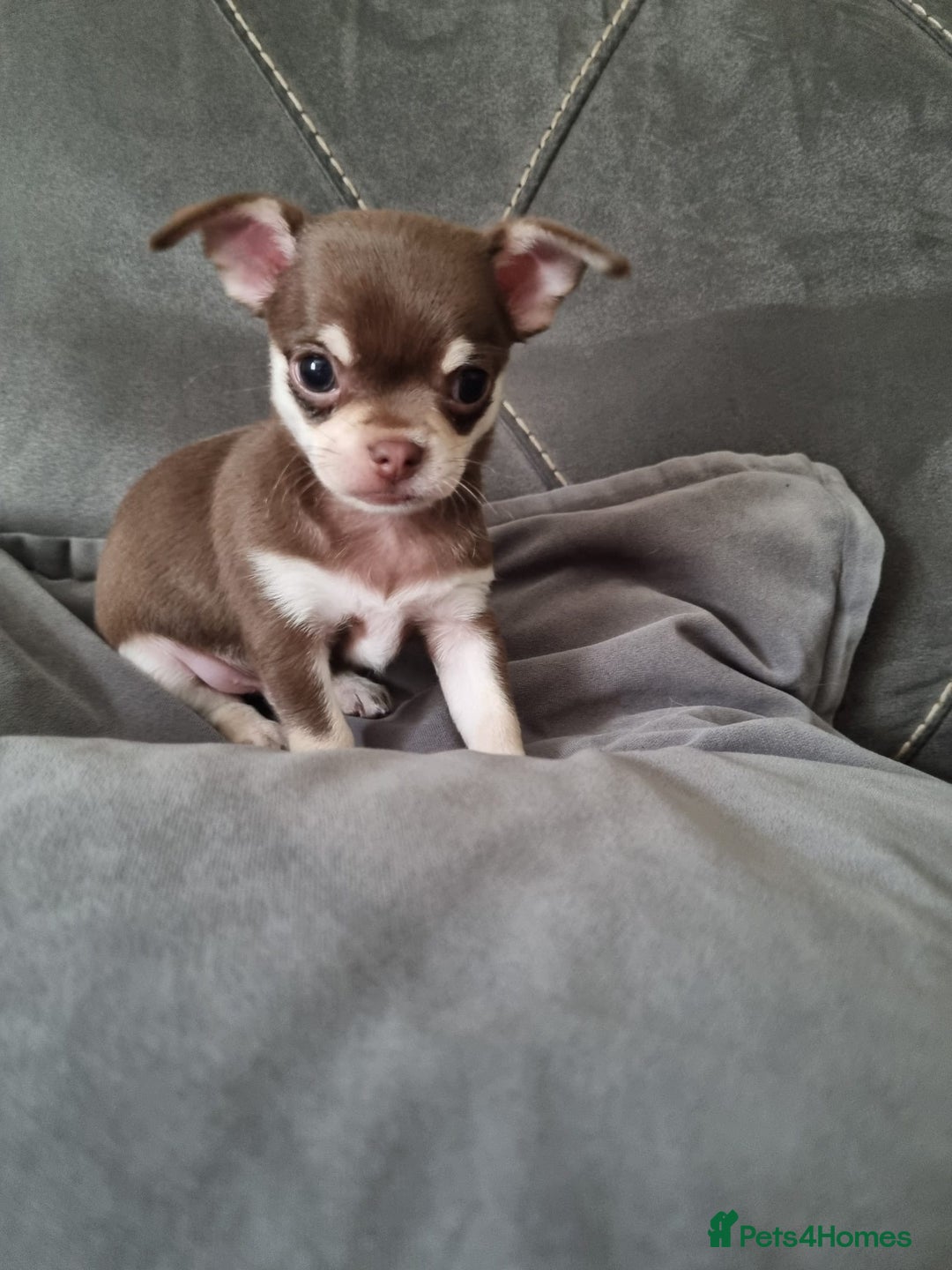 Chihuahua dogs for sale: Two Beautiful Male Chihuahua Puppies  - Image 3