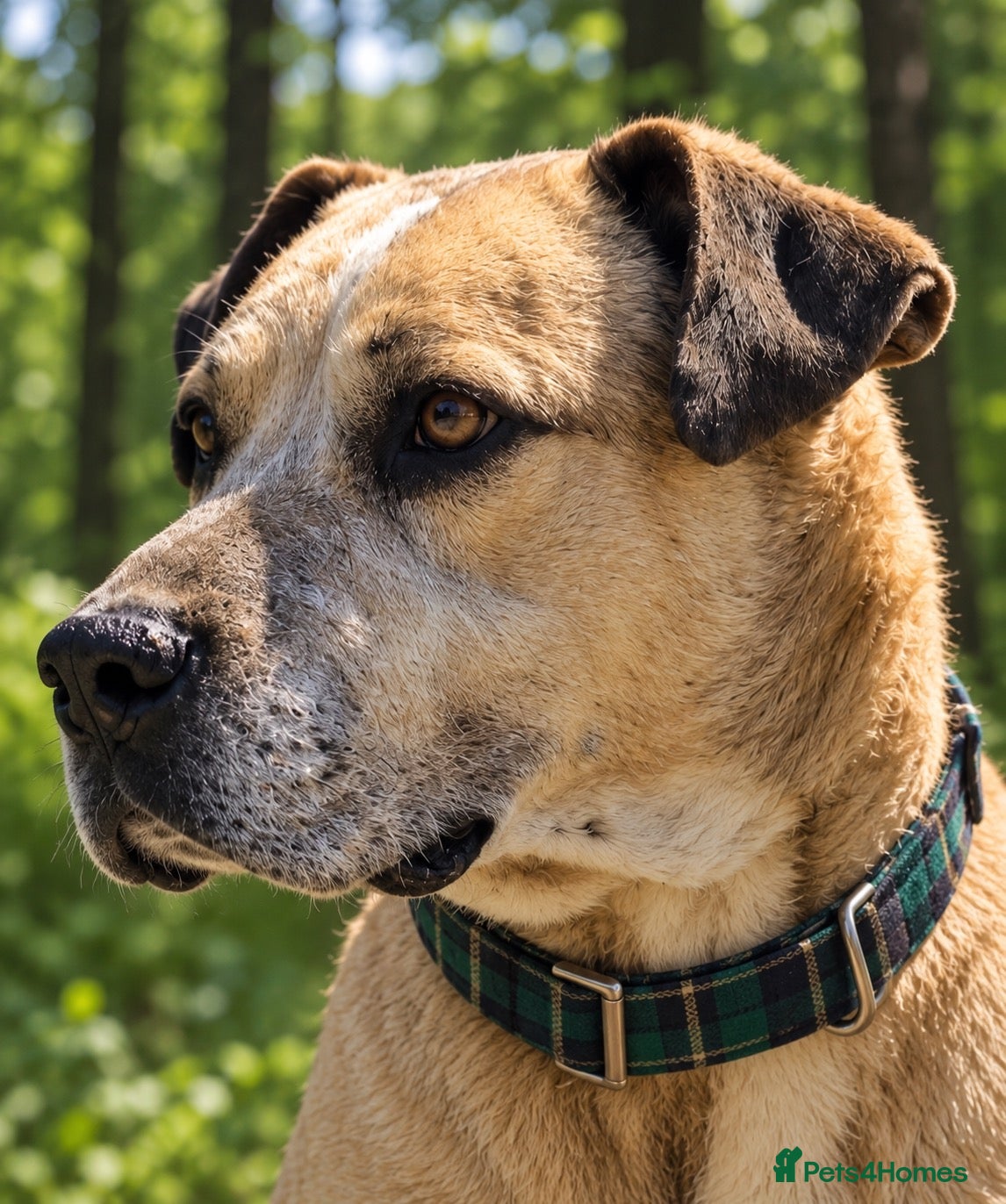 Mixed Breed dogs Older Home Needs a Retirement Home 💎 🐾 - Advert 2