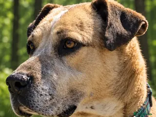 Mixed Breed dogs Older Home Needs a Retirement Home 💎 🐾 - Advert 2