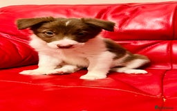 Border Collie dogs for sale: 🐾Ready to leave in 3 days🐾Border Collie🐾 - Image 5