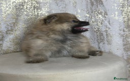 Pomeranian dogs for sale: Pomeranian boy - Image 4