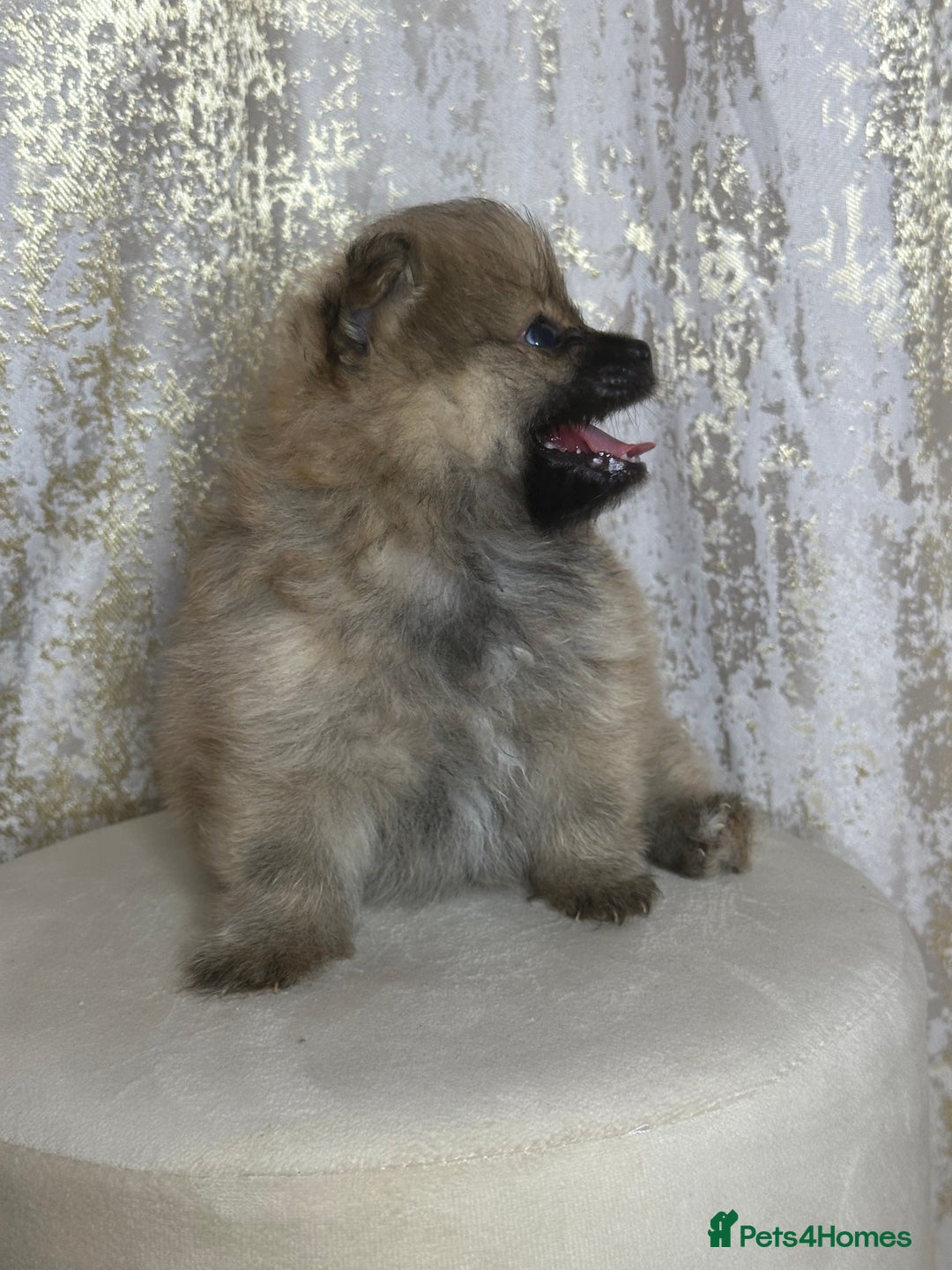 Pomeranian dogs for sale: Pomeranian boy - Image 4