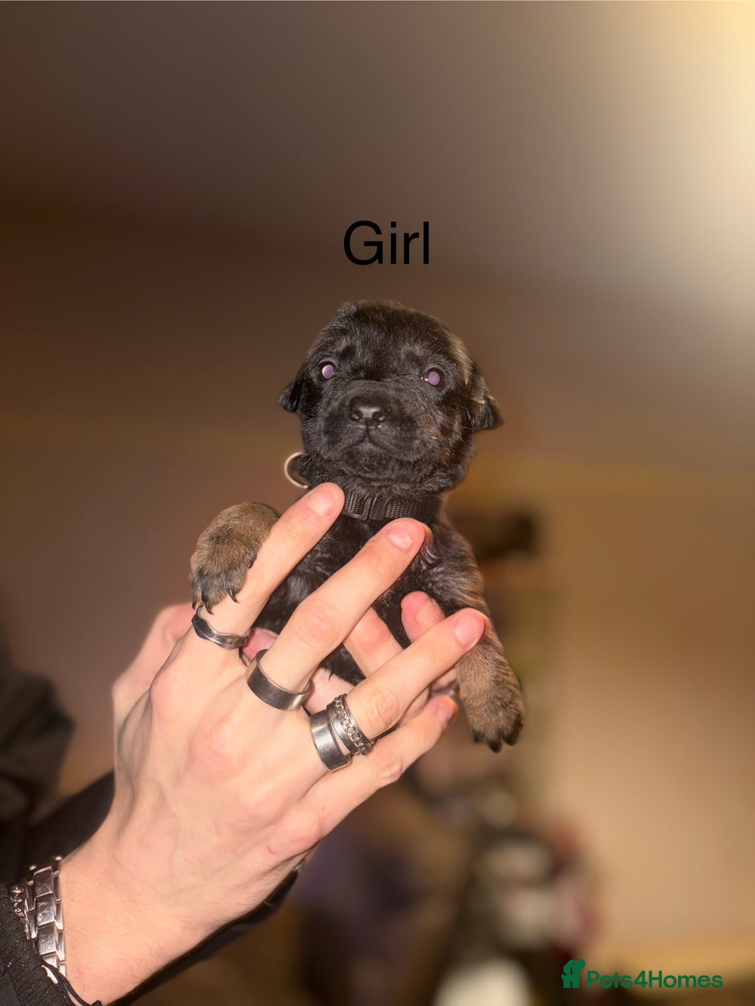 Mixed Breed dogs for sale: staffie cross rottweiler puppies  - Advert 9