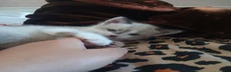 Mixed Breed cats for sale: Beautiful kittens looking for lovely home in Enfield - Advert 20