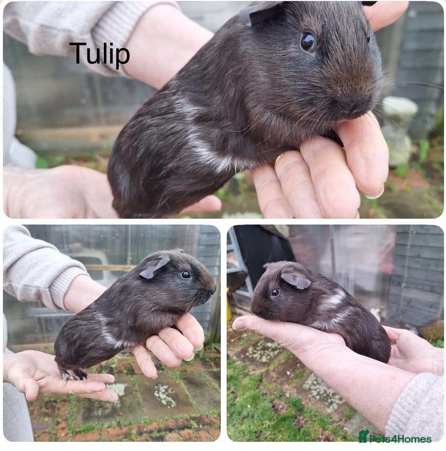 Guinea Pig rodents  pretty female baby Guineapigs ready now  - Advert 13