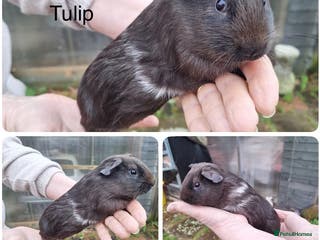 Guinea Pig rodents pretty female baby Guineapigs ready now - Advert 16