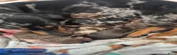 Dachshund dogs for sale: Litter of 5 stunning dachshund pups - Advert 2