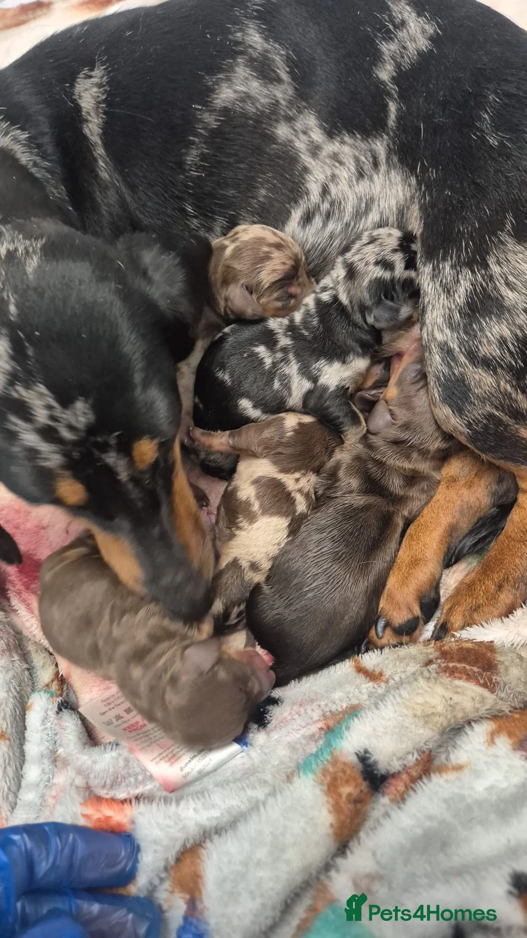 Dachshund dogs for sale: Litter of 5 stunning dachshund pups - Advert 2