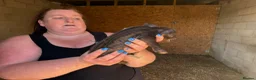 Pig livestock for sale: Three male pigs for sale  - Advert 4