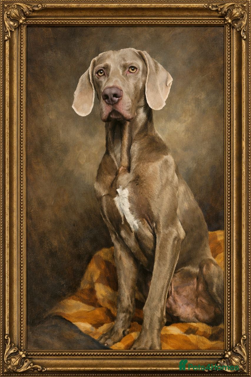 Weimaraner dogs Handsome Duke, purebreed Weimaraner Stud - Advert 1