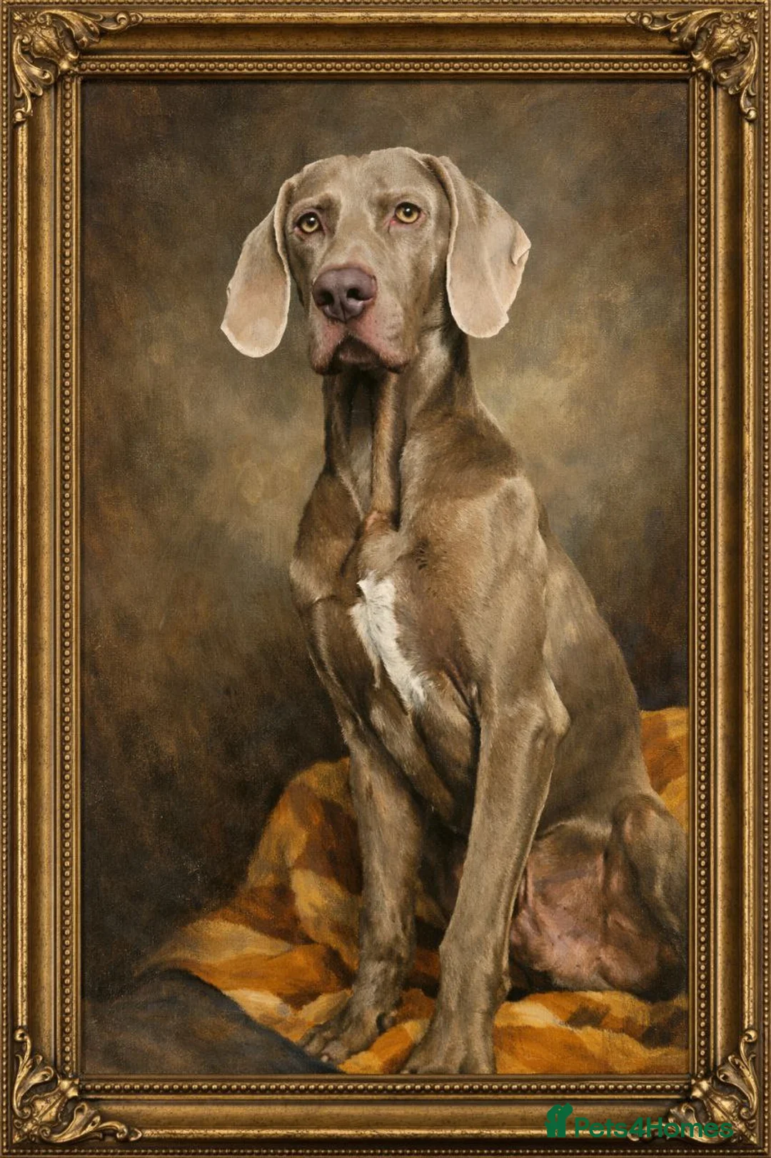 Weimaraner dogs for stud: Handsome Duke, purebreed Weimaraner Stud - Advert 1