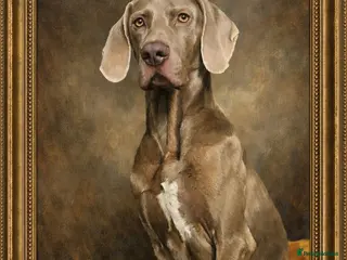 Weimaraner dogs Handsome Duke, purebreed Weimaraner Stud - Advert 1
