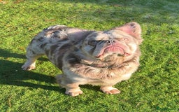 French Bulldog dogs for sale: Fabulous male fluffy frenchie 1.5 years old - Image 12