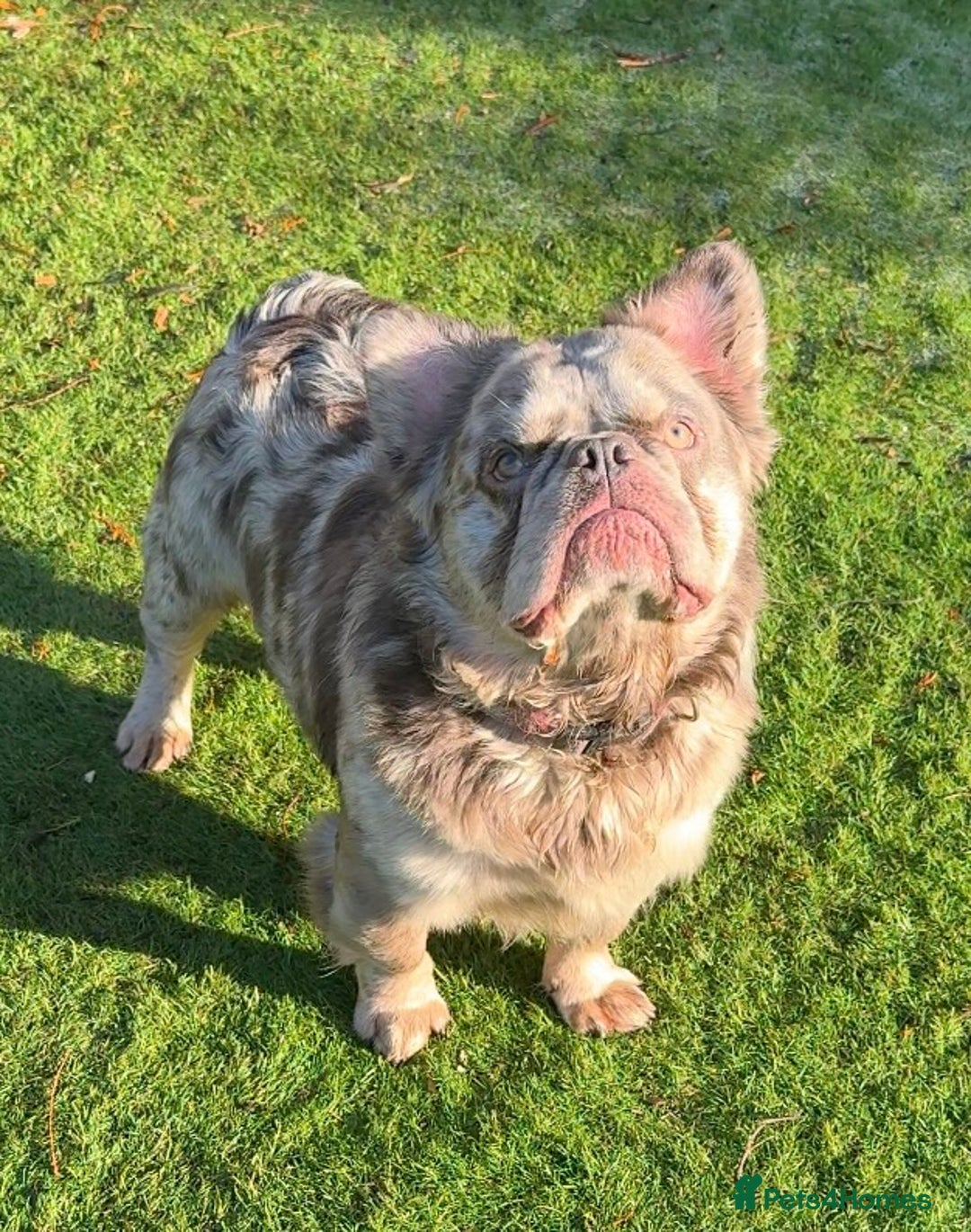 French Bulldog dogs for sale: Fabulous male fluffy frenchie 1.5 years old - Image 12