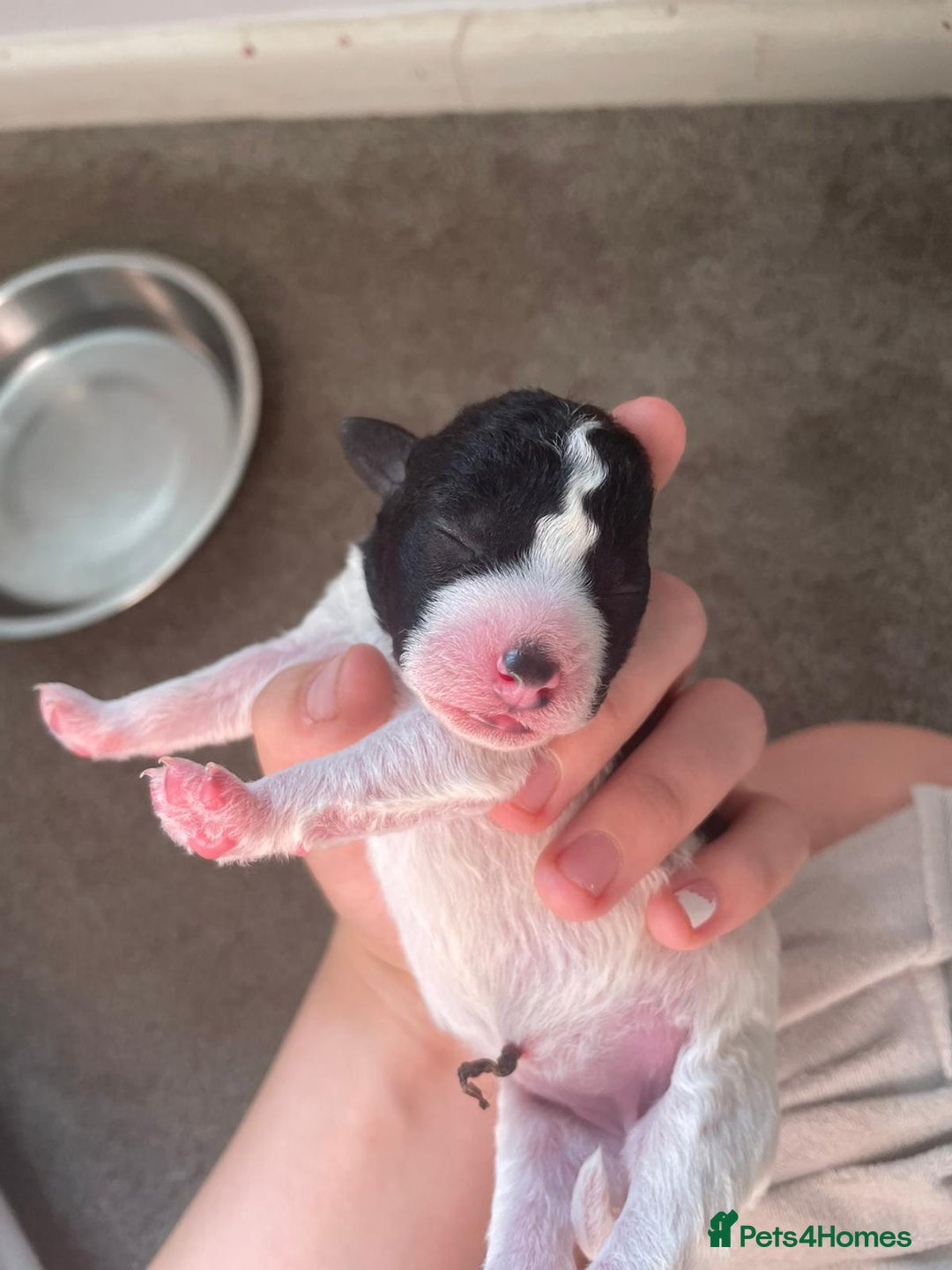 Jackapoo dogs for sale: @@GORGEOUS JACKAPOO PUPPIES@@ - Image 19