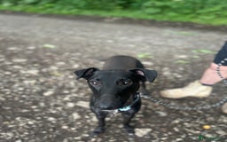 Lurcher dogs for sale: Male lurcher for sale  - Image 1